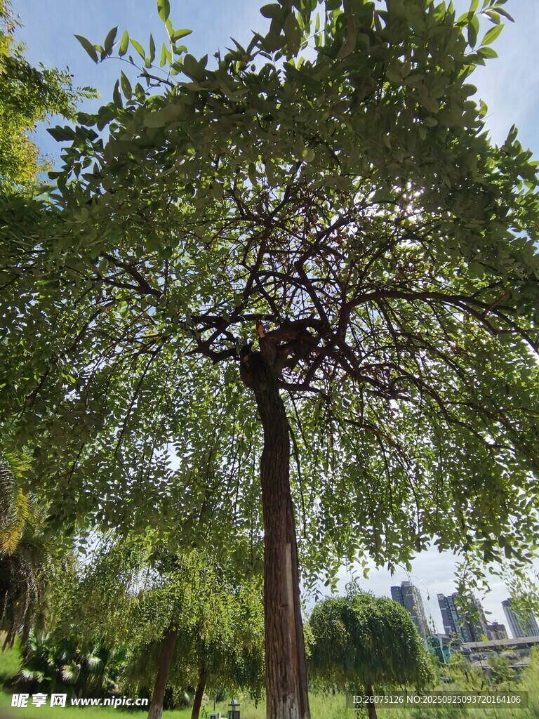茂盛大樹(shù)下的靜謐景致