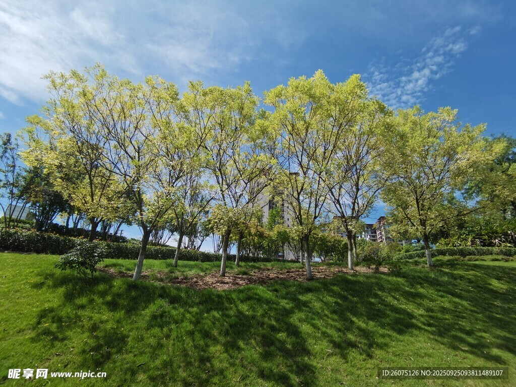 春日綠草地旁的樹木景觀