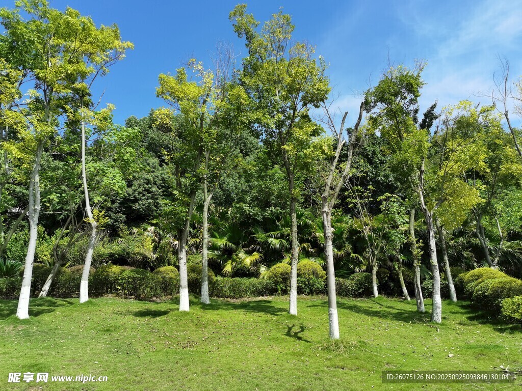 綠意盎然的樹林景觀