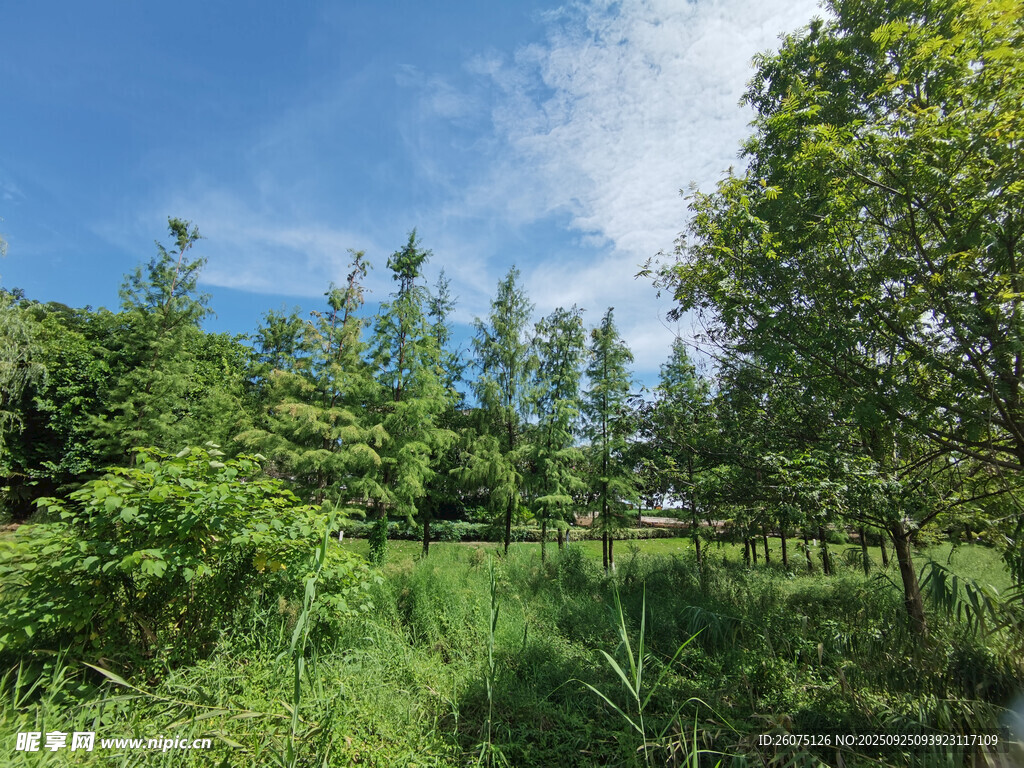夏日綠意盎然的林間景致