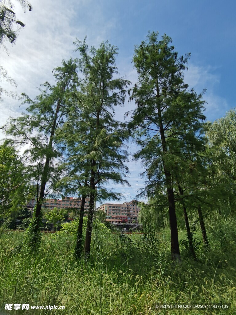 林間綠意盎然的清新景致