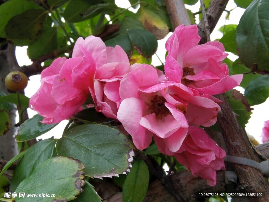 嬌艷粉色薔薇花綻放