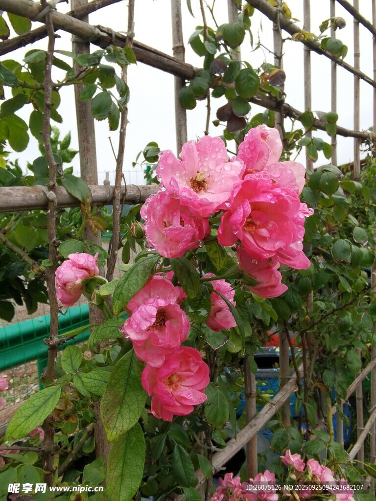 棚架下嬌艷綻放的粉薔薇