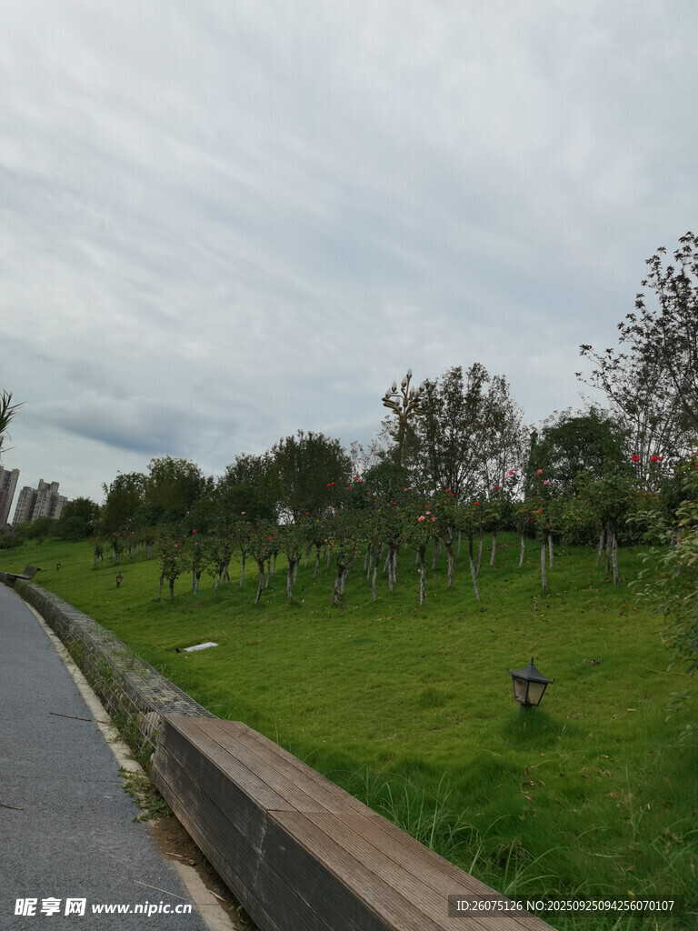 郊外綠意盎然的道路景觀