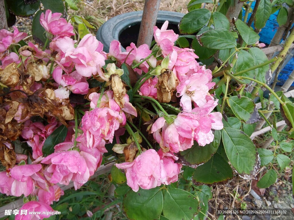 嬌艷粉色花卉特寫