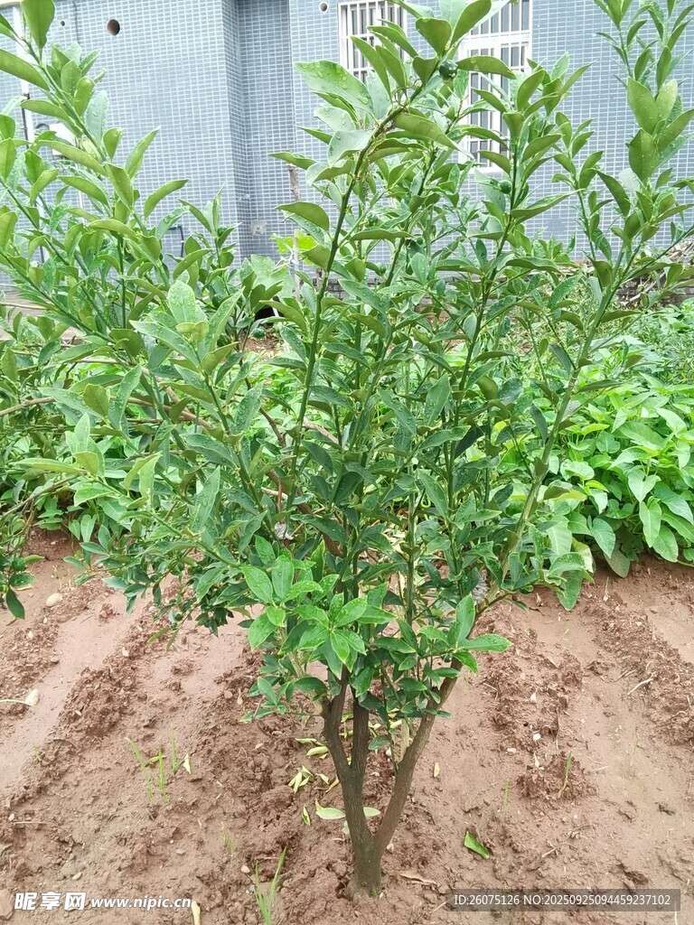 小樹苗扎根泥土綠意盎然