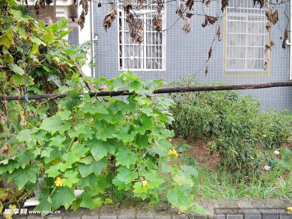 庭院綠植生機盎然