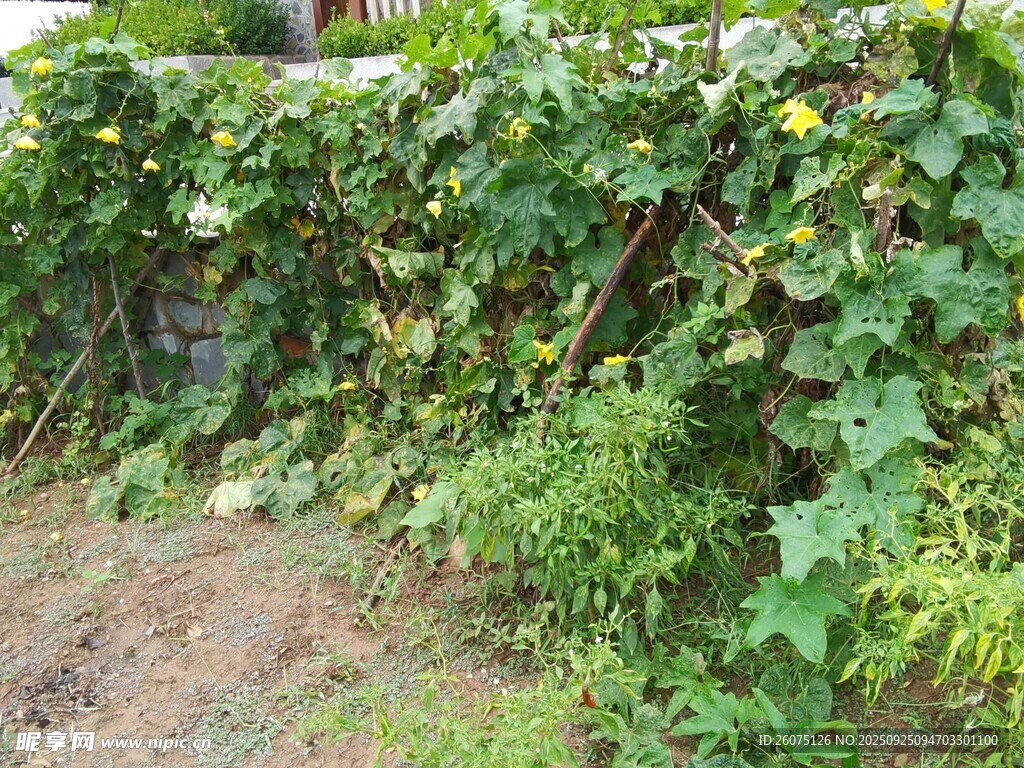 繁茂綠植覆蓋的戶外場景
