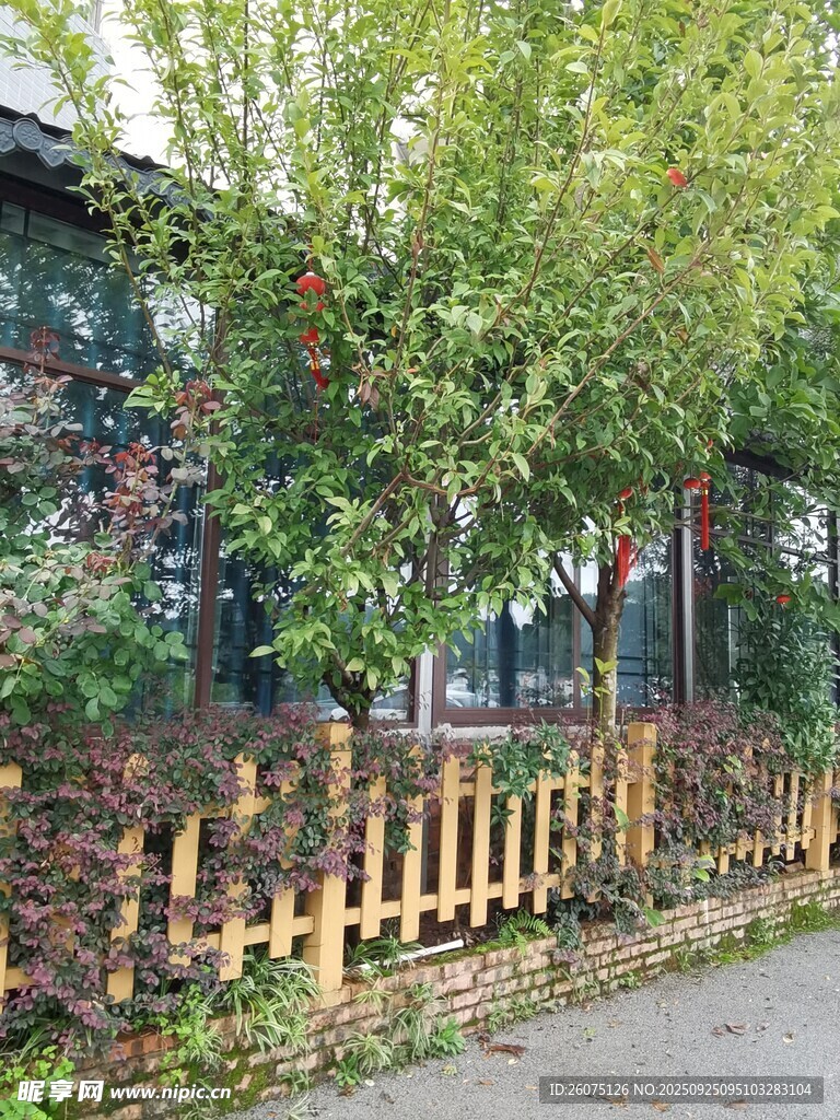 街邊木柵欄旁的蔥郁樹木