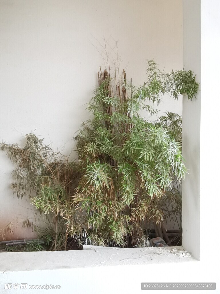 墻角綠植景觀