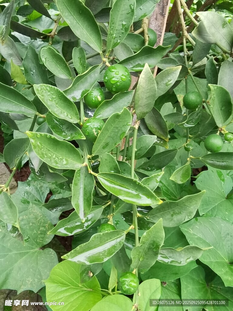 翠綠繁茂的植物枝葉