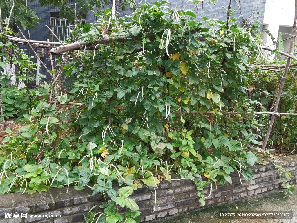 藤蔓纏繞磚墻綠意盎然