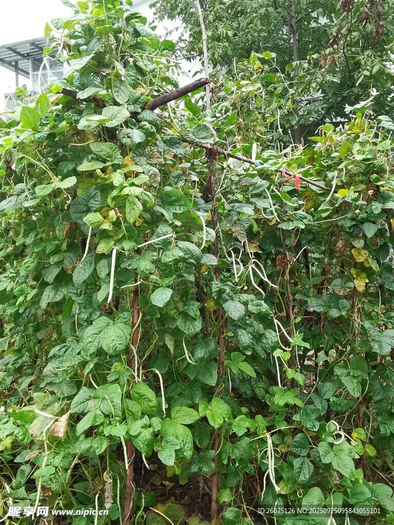 繁茂的攀緣植物景觀