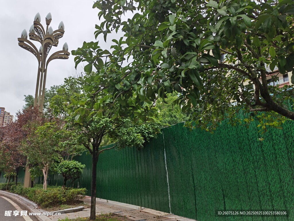 路邊綠植與獨特造型樹木
