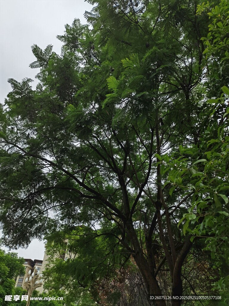 茂盛綠樹(shù)展現(xiàn)自然生機(jī)