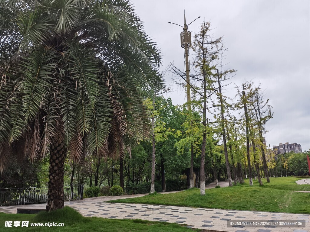 公園中的綠植與步道景觀