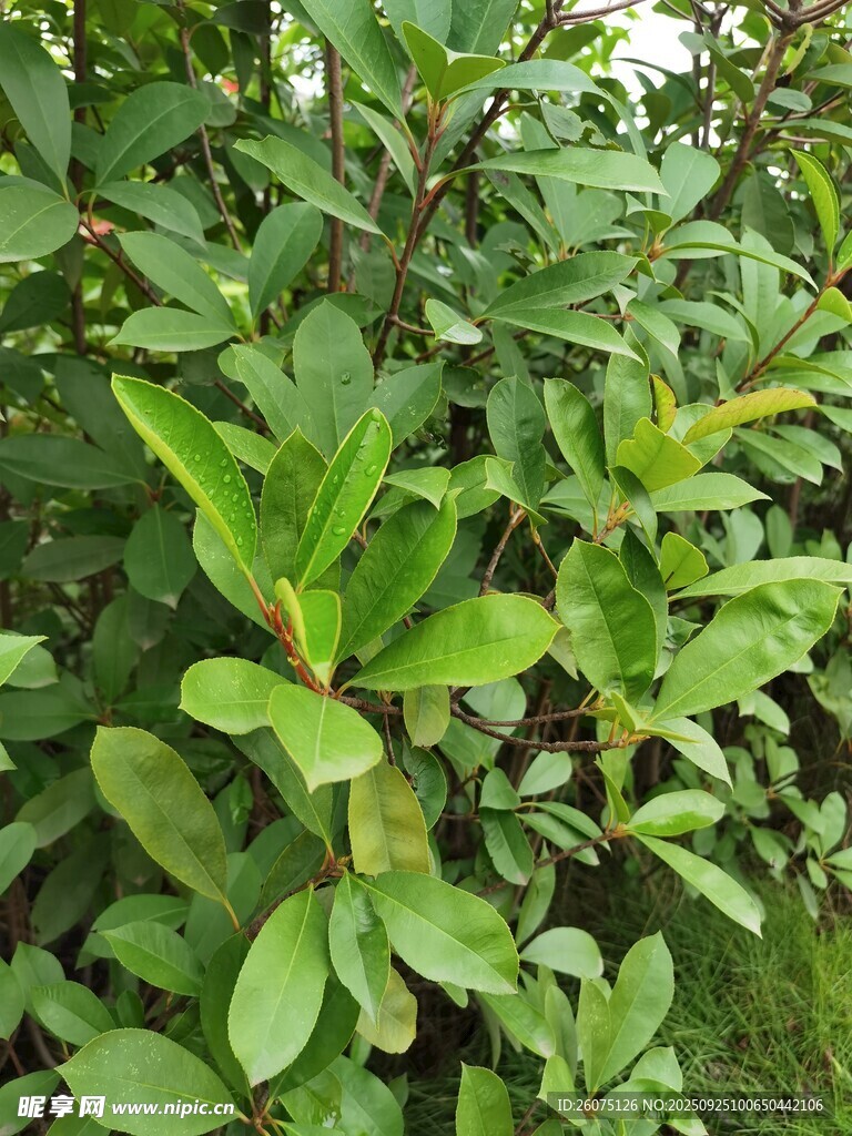 翠綠繁茂的植物葉片