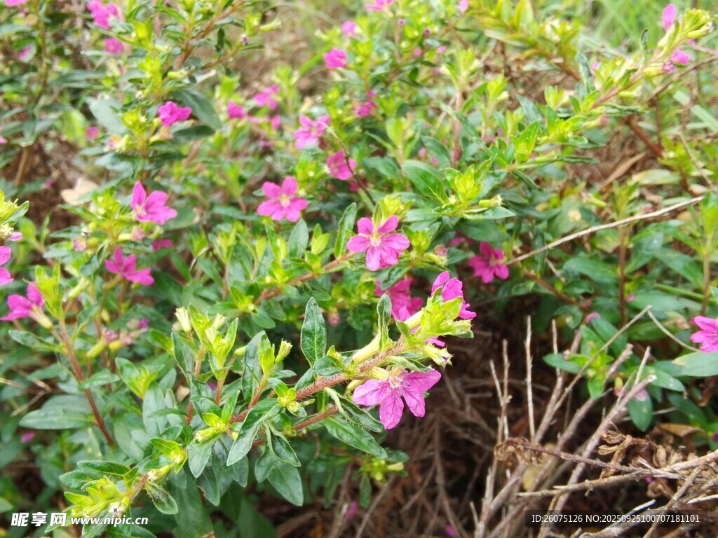 粉色花卉綠植景觀