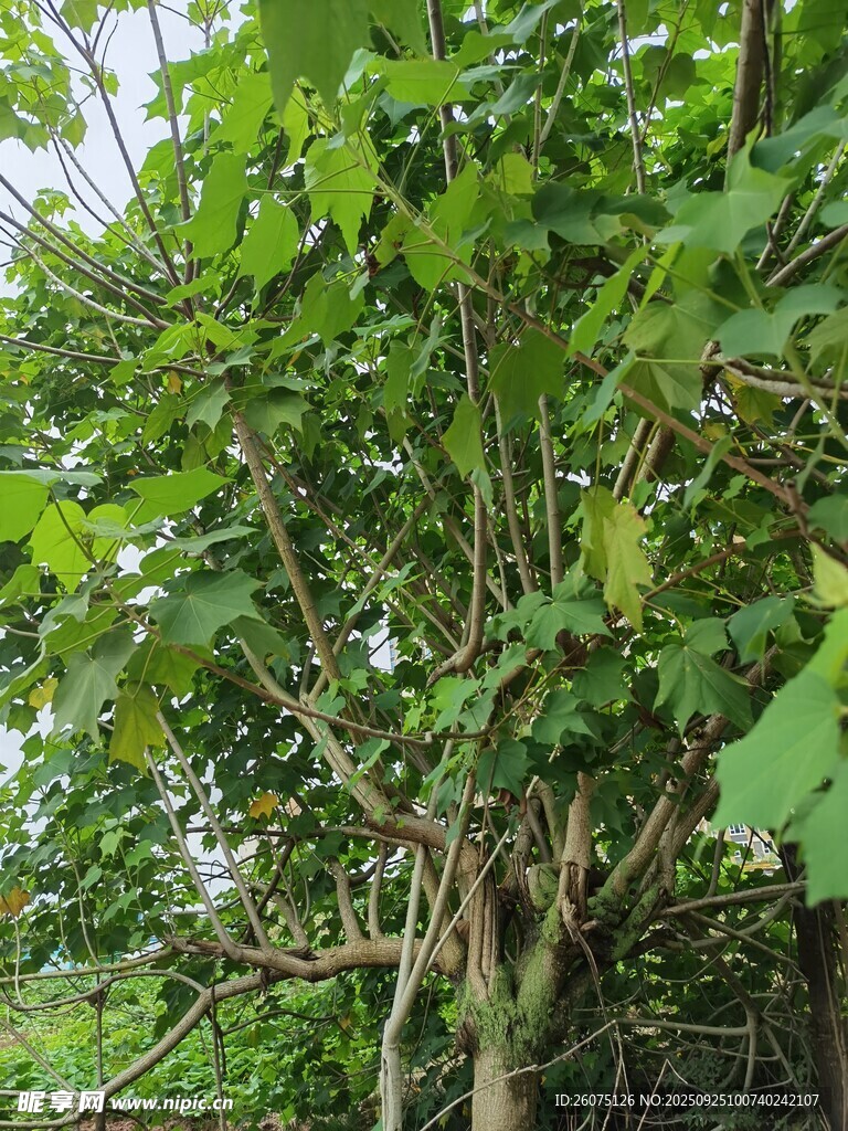 繁茂綠葉的樹(shù)木景觀