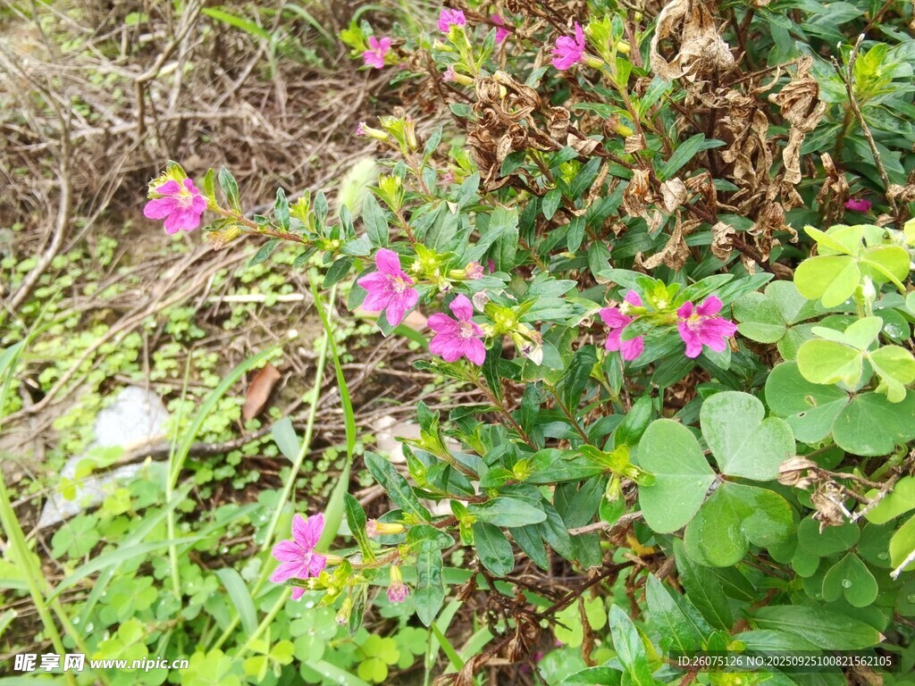 草叢中的美麗紫色小花