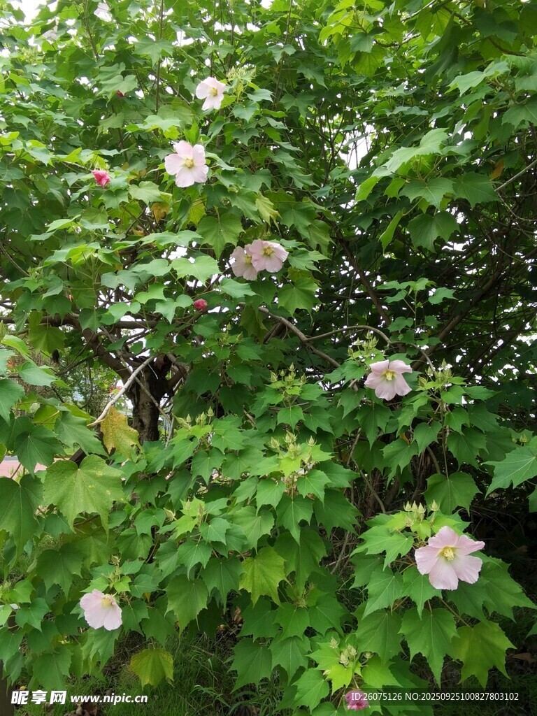 綠葉叢中的粉色花卉