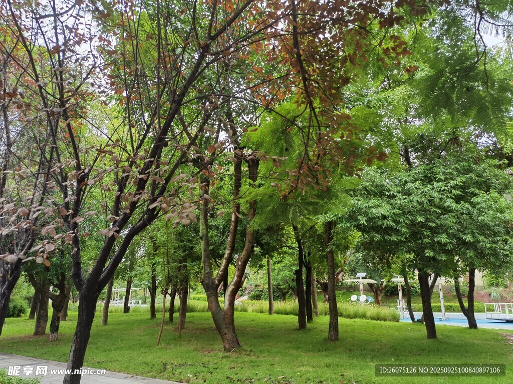 公園綠蔭美景