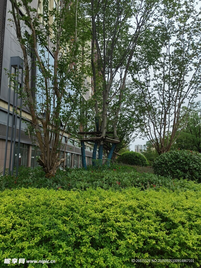 綠意盎然的城市綠植景觀