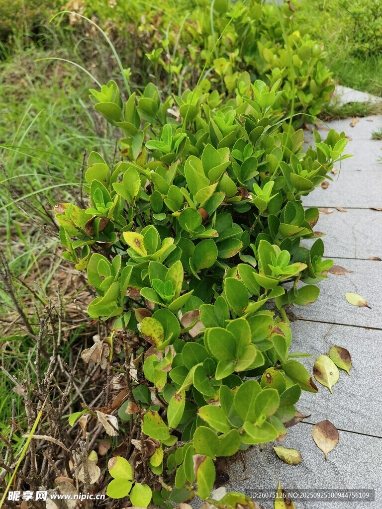 路邊翠綠植物生機(jī)盎然