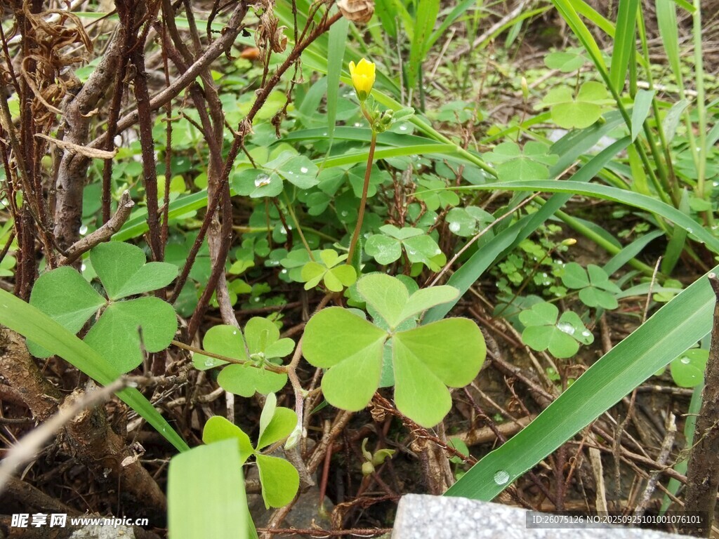 野外生長(zhǎng)的綠色三葉草植物