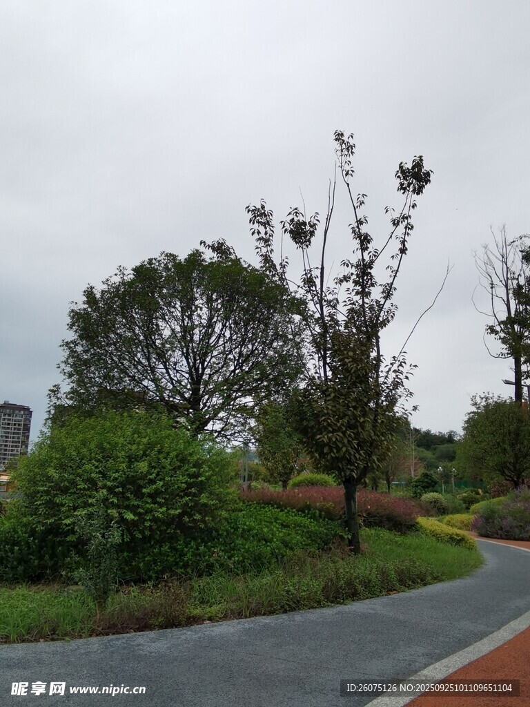 城市中的綠意景觀道路