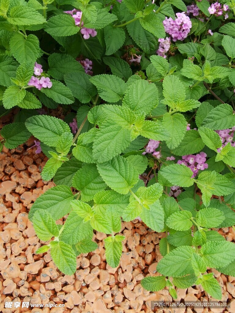 綠葉叢中綻放的紫色小花