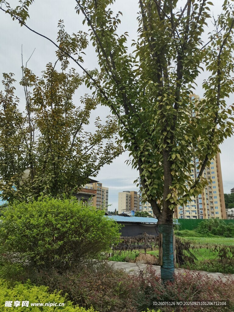 城市中的綠樹(shù)與景觀設(shè)施
