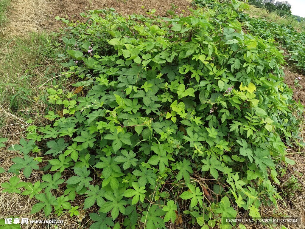 茂盛的綠色藤蔓植物