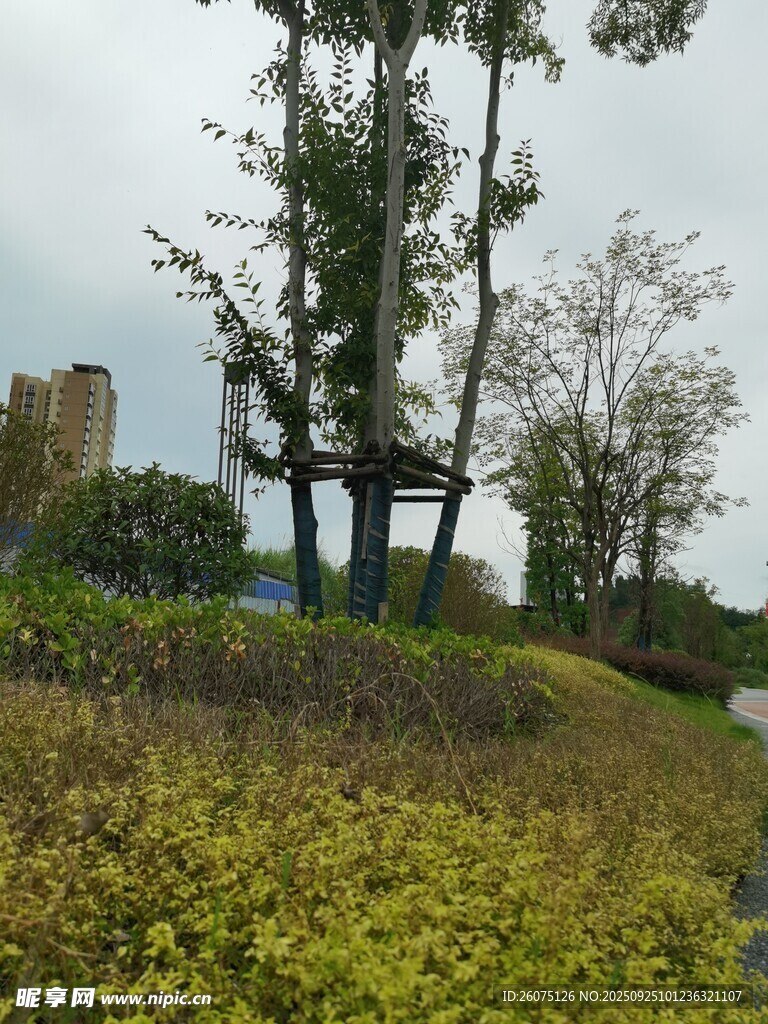 秋日草地旁的樹木與建筑