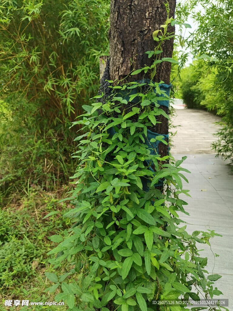 纏繞樹干的翠綠藤蔓植物