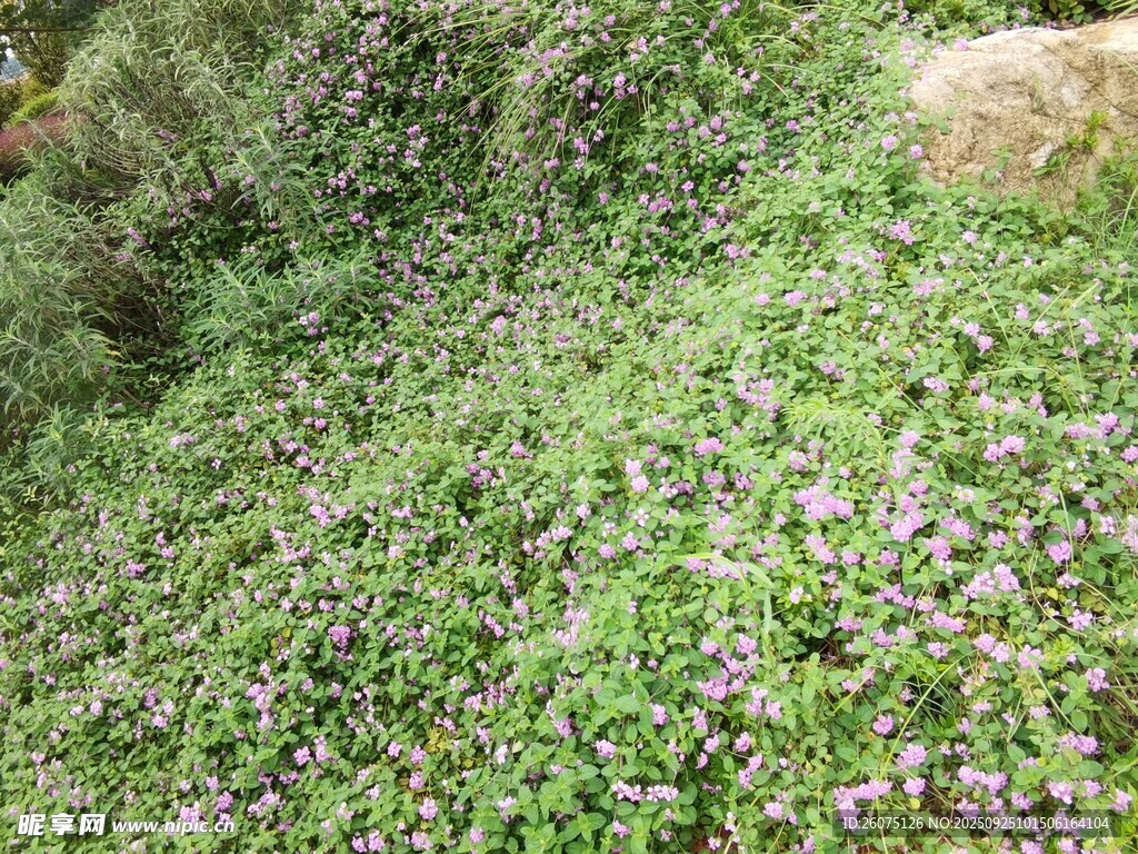 山坡上繁茂的紫色小花