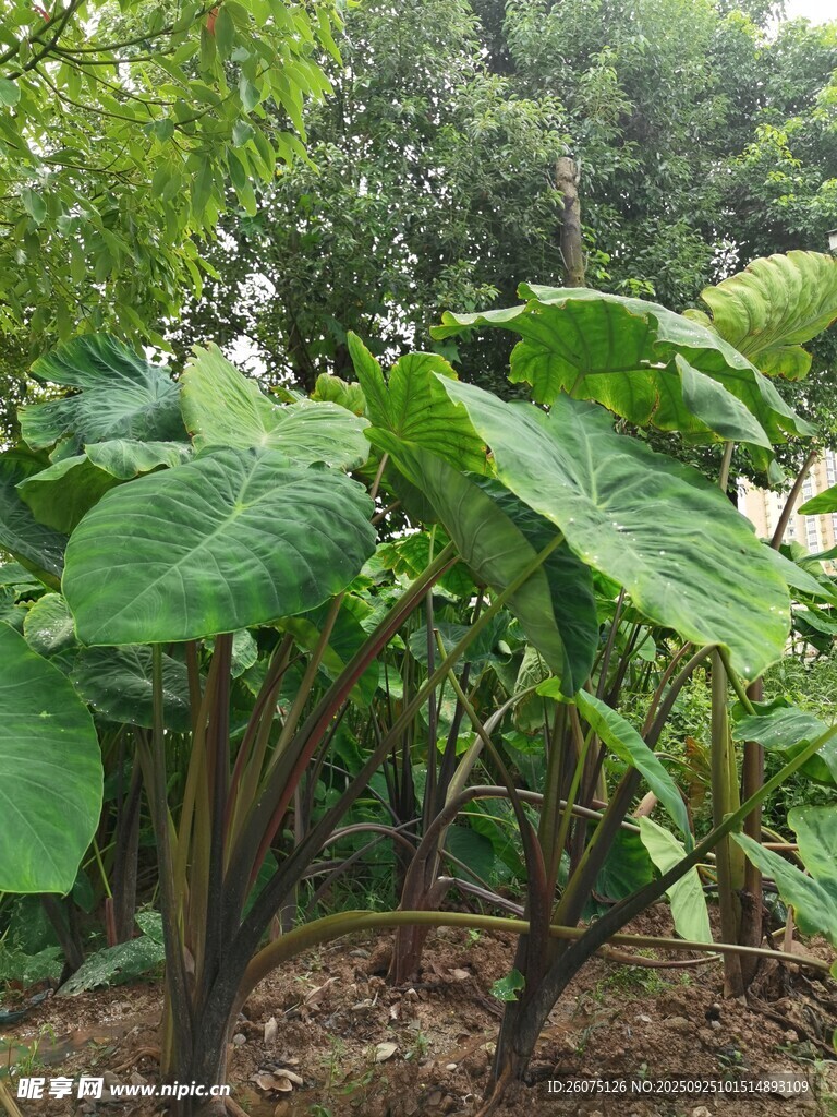 綠葉繁茂的芋頭植株