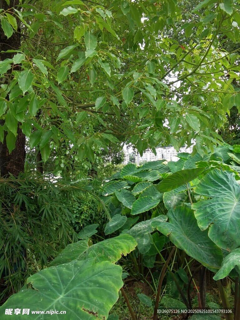繁茂綠植展現(xiàn)自然生機(jī)