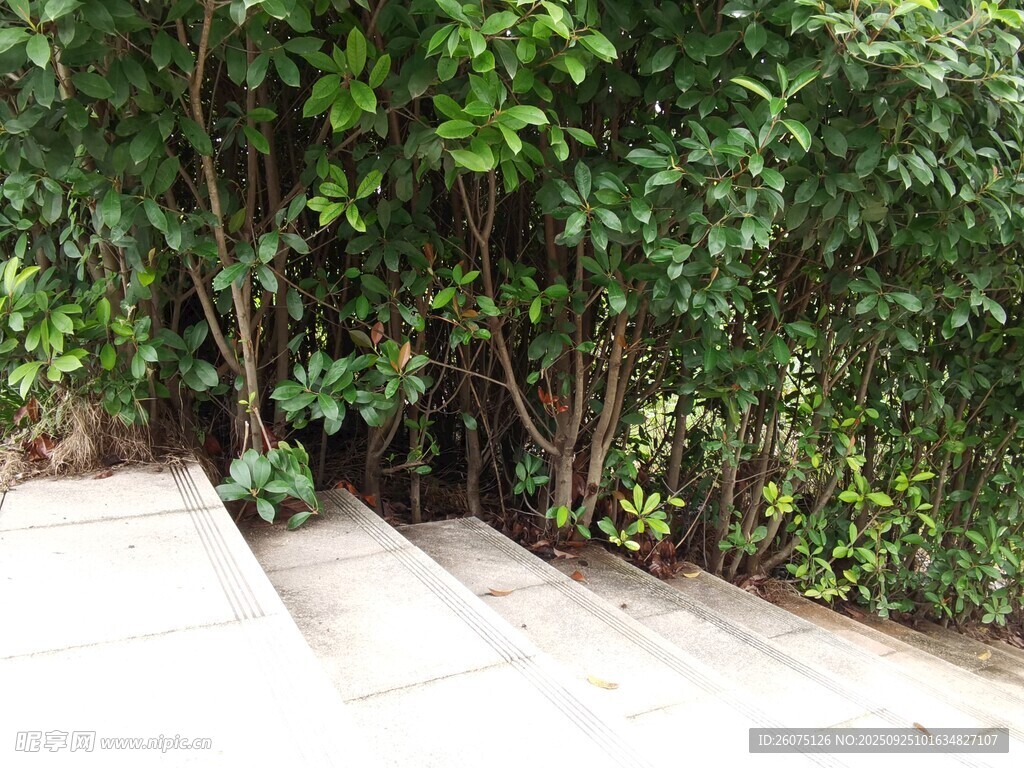 戶外木質(zhì)步道旁綠植環(huán)繞