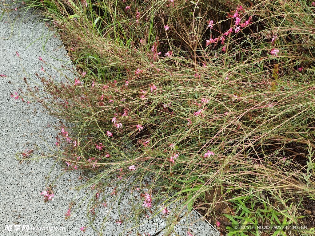 路邊綻放的粉色小花