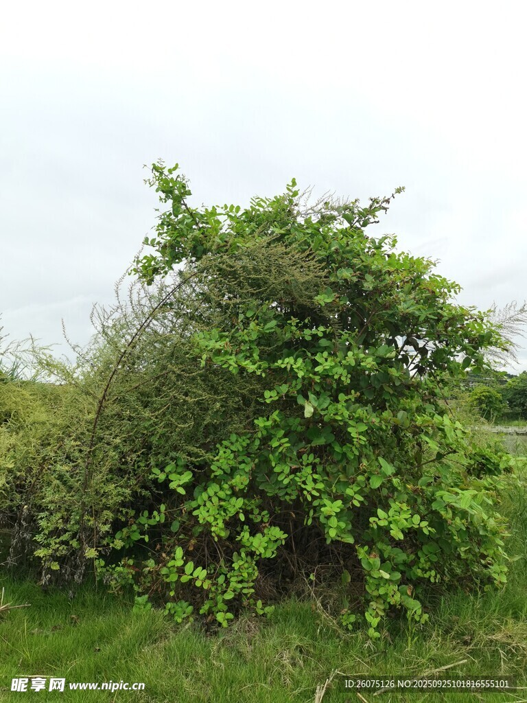 野外繁茂綠植景象