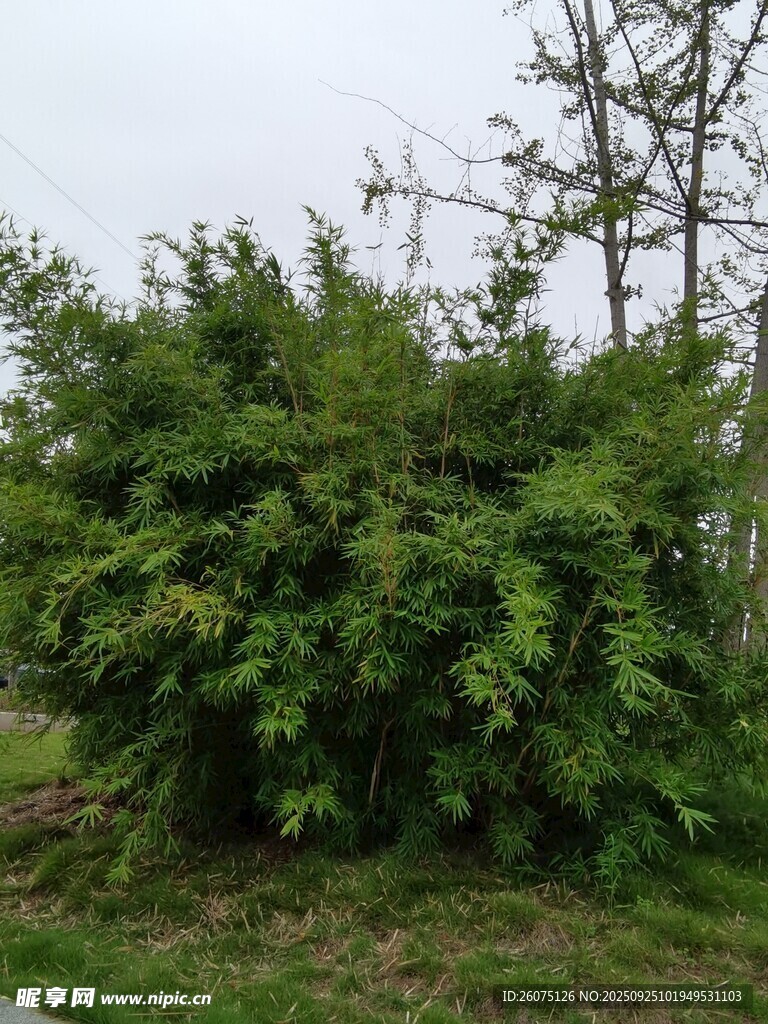 戶外繁茂綠植景觀