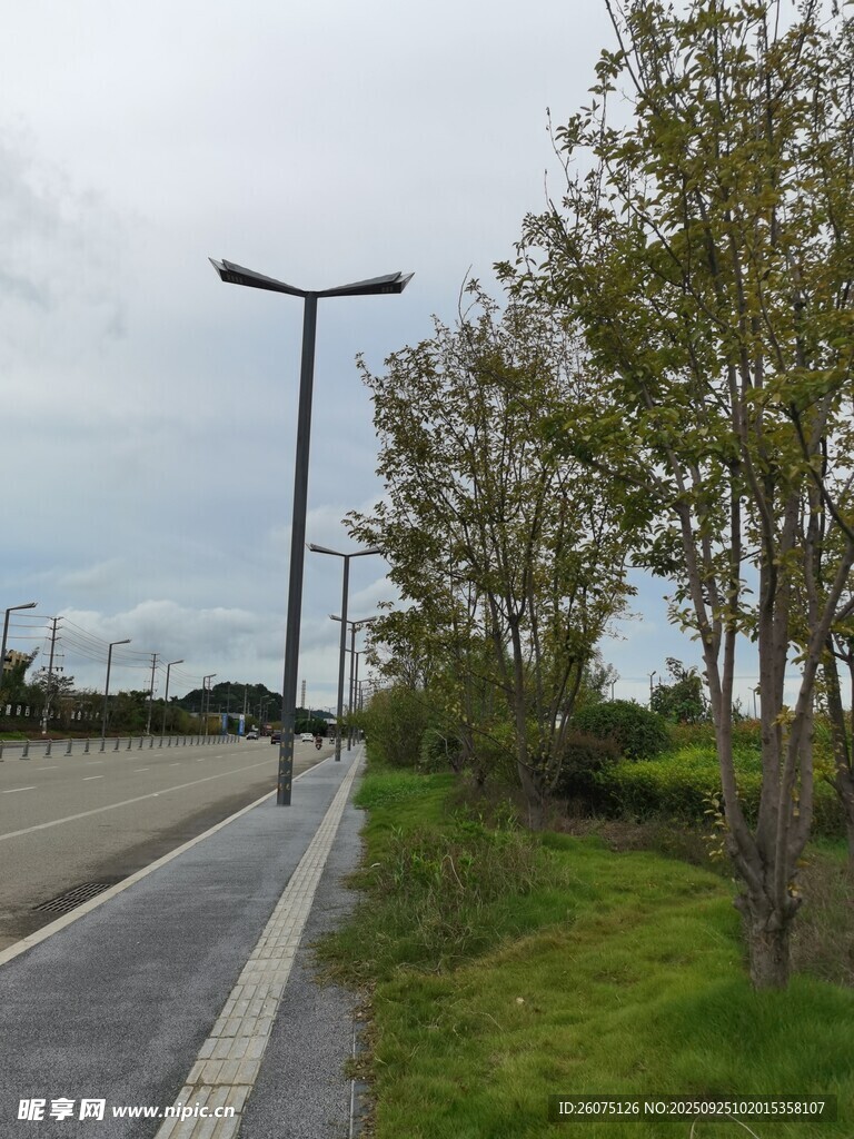 郊外林蔭小路靜謐風光