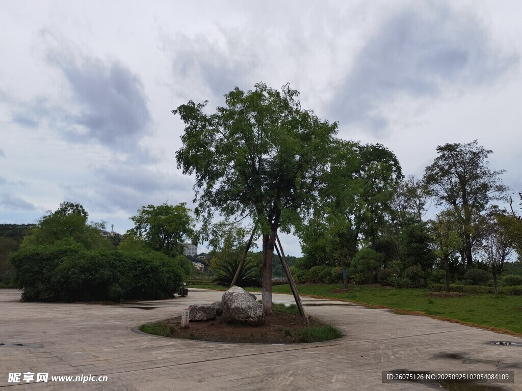 戶外空曠處的樹(shù)木景觀