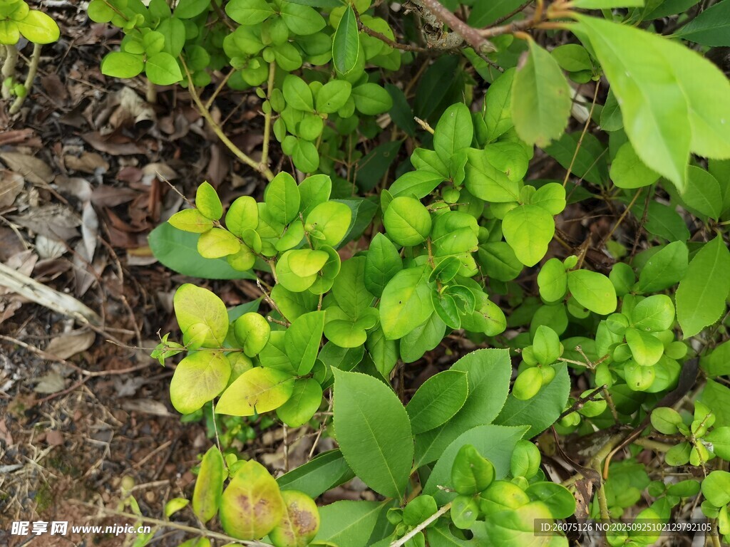 嫩綠叢生植物特寫