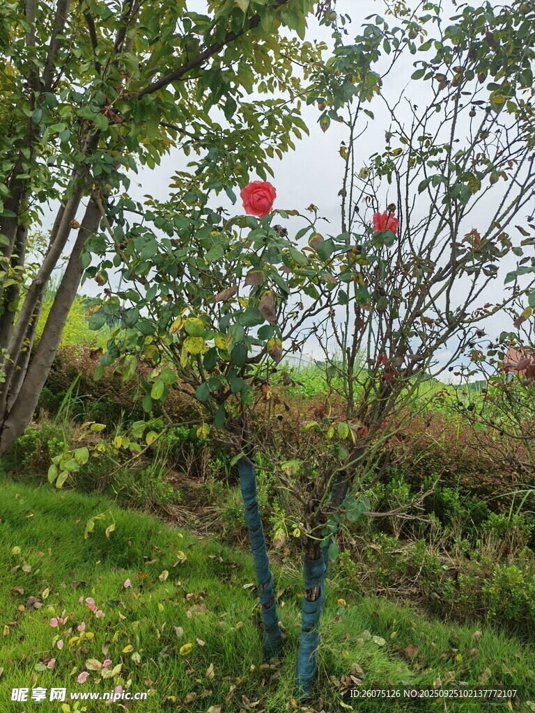 花園中綻放的鮮艷花朵