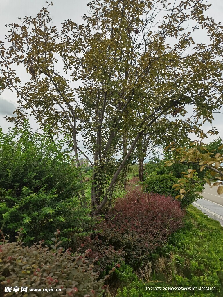 路邊多彩樹木與綠植景觀