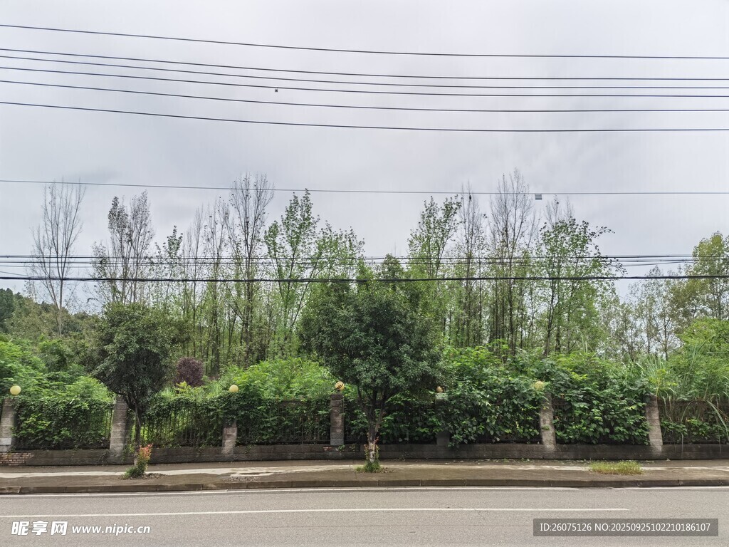 路邊綠樹(shù)成排景觀