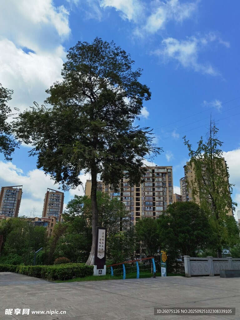城市中蔥郁大樹與高樓景觀