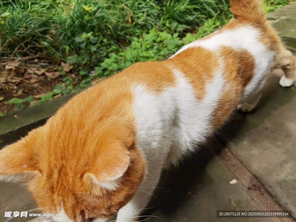 橘白貓咪低頭嗅聞木板